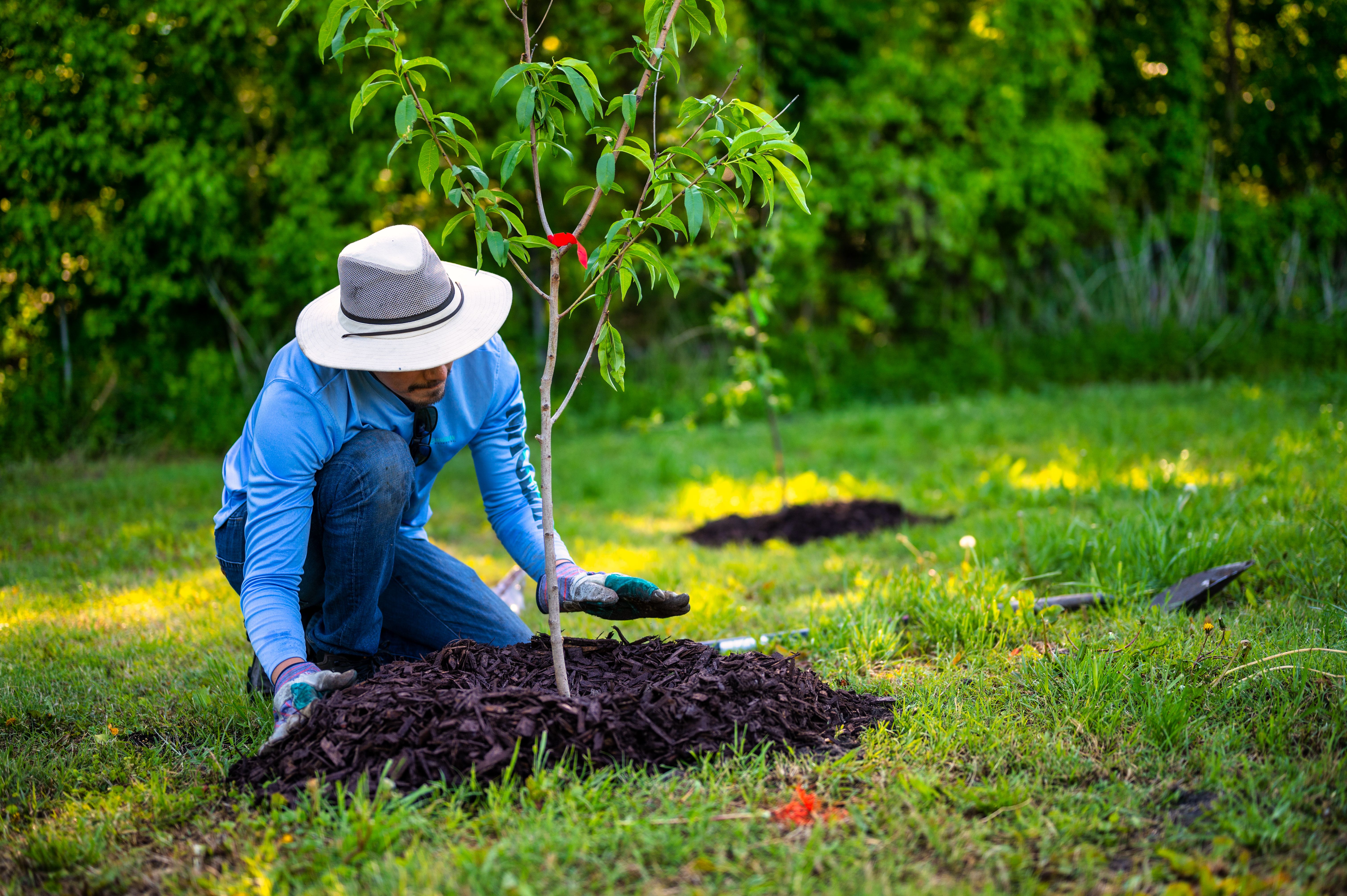 Illustrative person spreading dark mulch in a garden