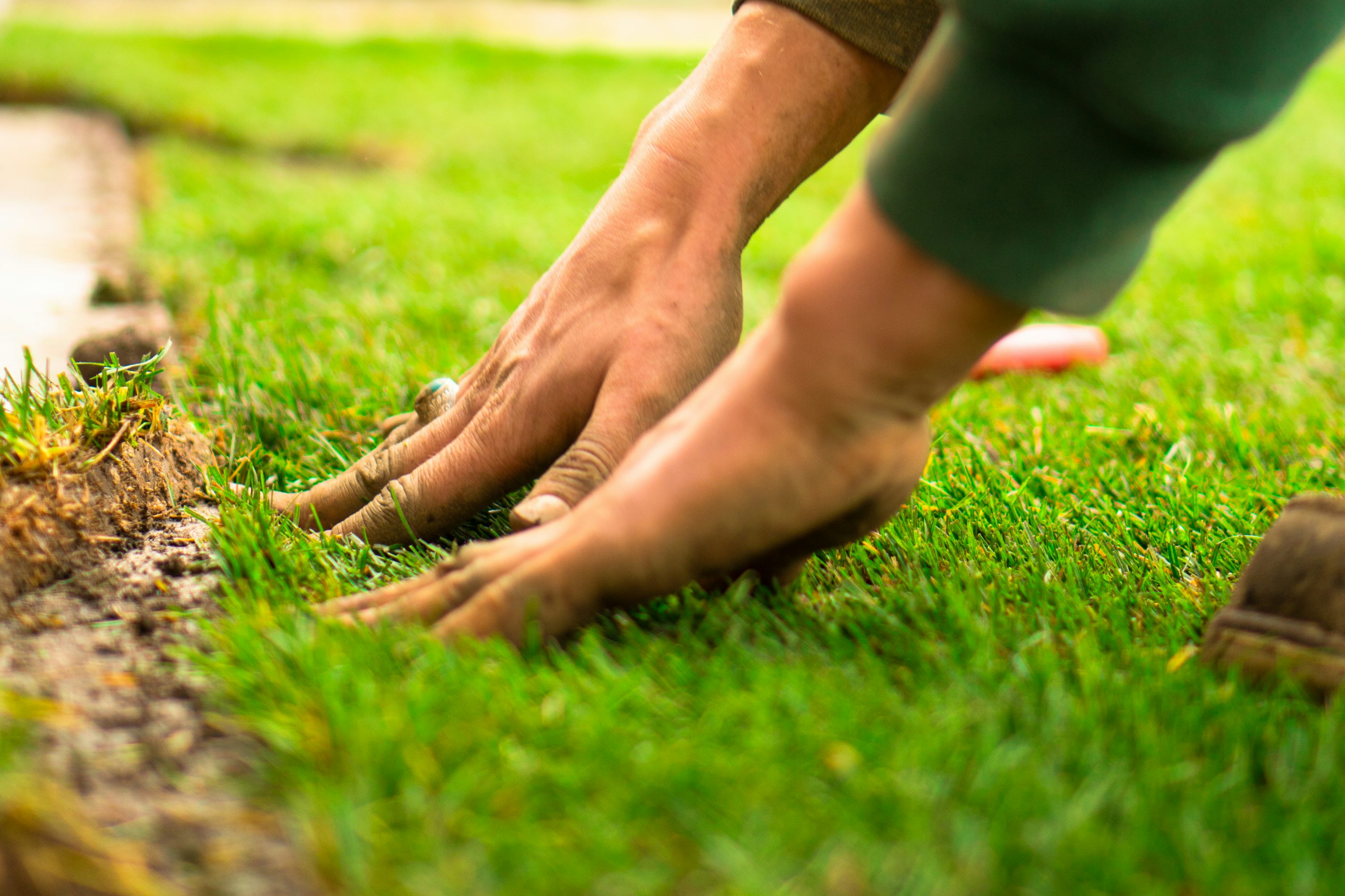 Illustrative hands pressing fresh sod into soil